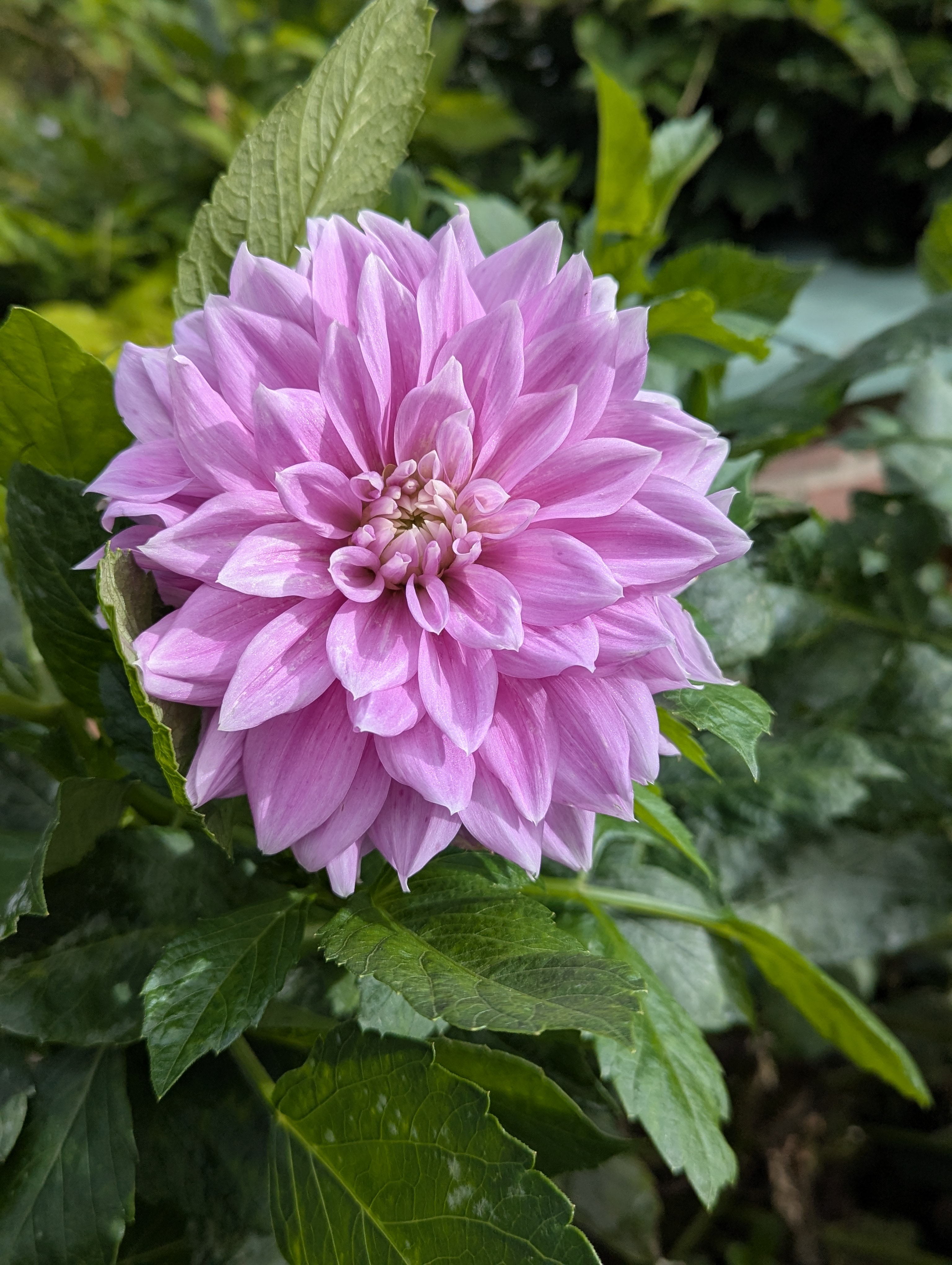 Copenhagen, SSPC, Tivoli, Denmark